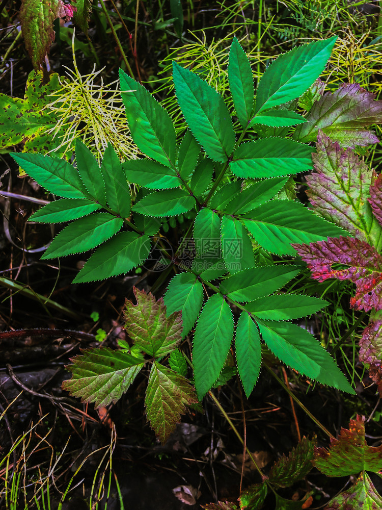 自然森林植物图片