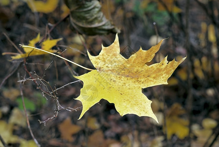 秋天树枝上的黄叶背景图片