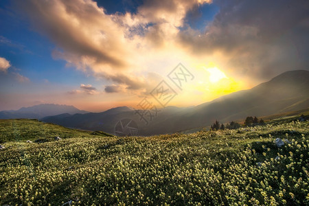 夕阳下的花田花海图片