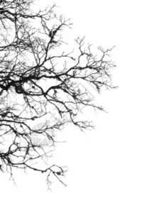 天空之下蔓延的树枝背景图片