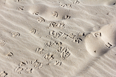 新的澳大利亚南威尔士Pampbula的沙地鸟脚印潘布拉海滩图片