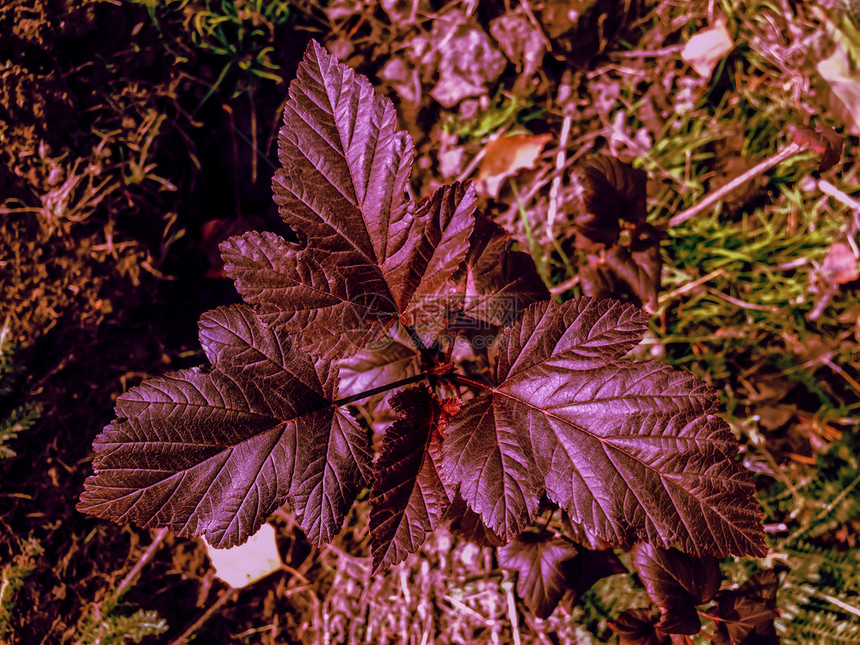树叶自然花园植物多彩的叶子黑色图片
