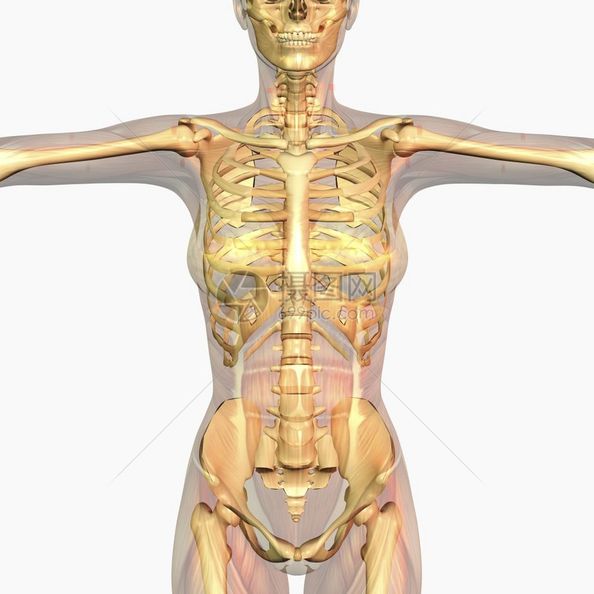 使成为人类解剖数字化可视渲染插图图片