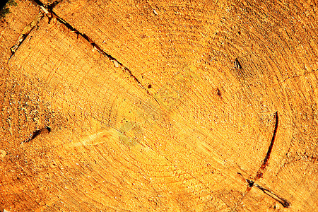 生物植桦木树纹理背景关闭木材纹理图片