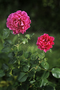 紫红色的玫瑰图片
