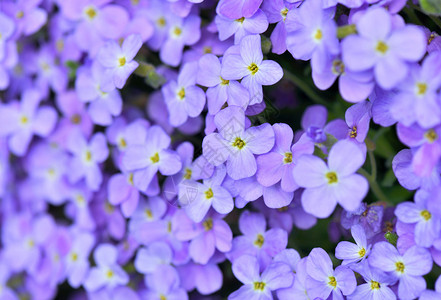 花园春天紧贴着美丽的紫色岩石花朵开紫色的图片