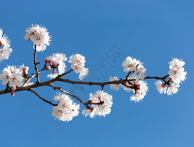 蓝天下的花枝背景图片