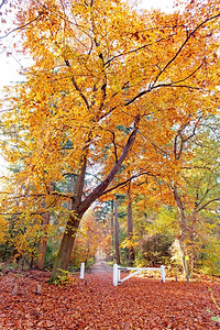 满地落叶的秋季树林图片