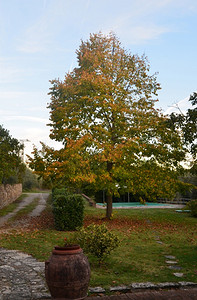 丰富多彩的树叶意大利一别墅秋落叶天图片