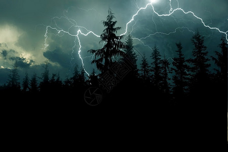 电闪雷鸣下的森林背景图片