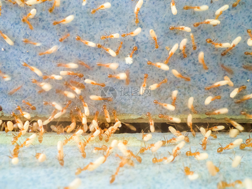 蚂蚁在移动鸡蛋以逃离洪水脱泰国自然图片