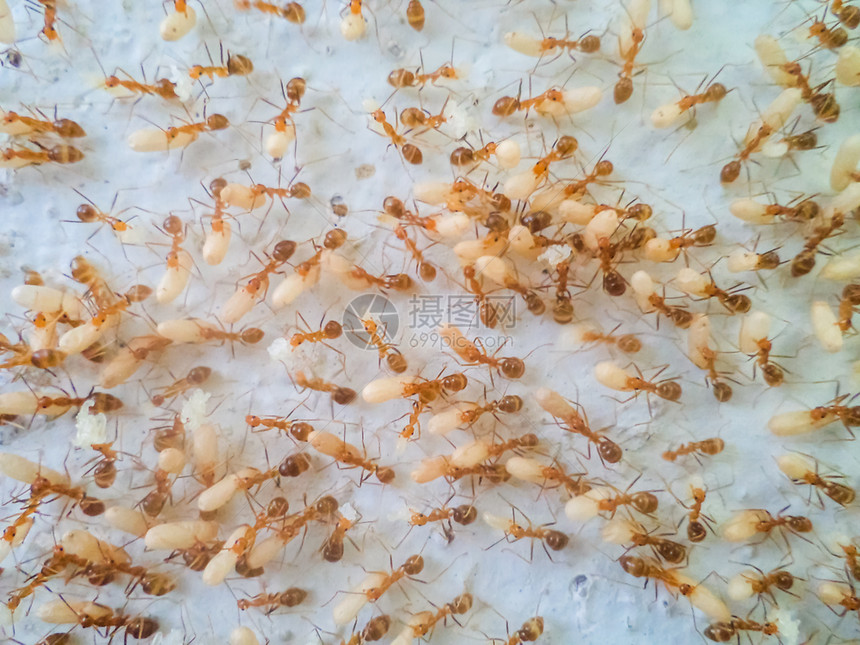 撤离闪电昆虫蚂蚁在移动鸡蛋以逃离洪水图片