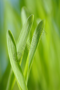 短的绿色细节大麦幼苗的关闭短深度野外背景图片