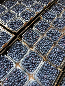 食物用蓝莓一个小甜的蓝黑色可食蜜莓一种背景图片