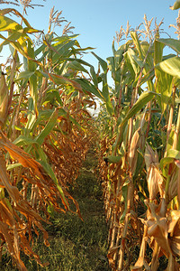 玉米田地背景图片