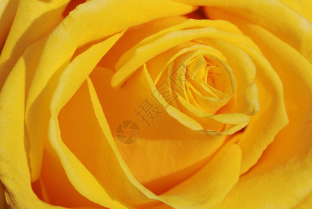 黄色玫瑰花瓣图片