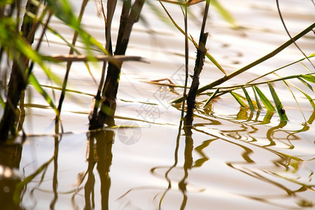 自然镜像反思死水中的绿色芦苇图片