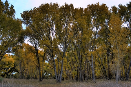 秋季的黄色山林图片