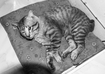 咕噜泰国睡觉黑白猫图片