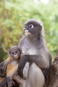 野生动物猴子图片