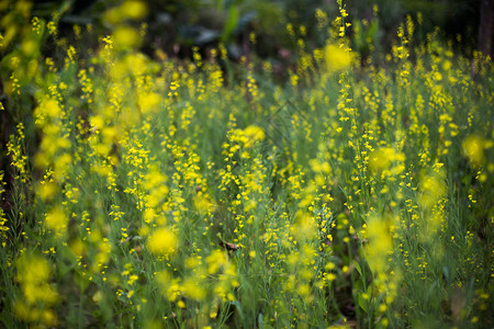 春天黄色的花朵图片