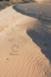 莫哈韦阳光沙丘草背景图片