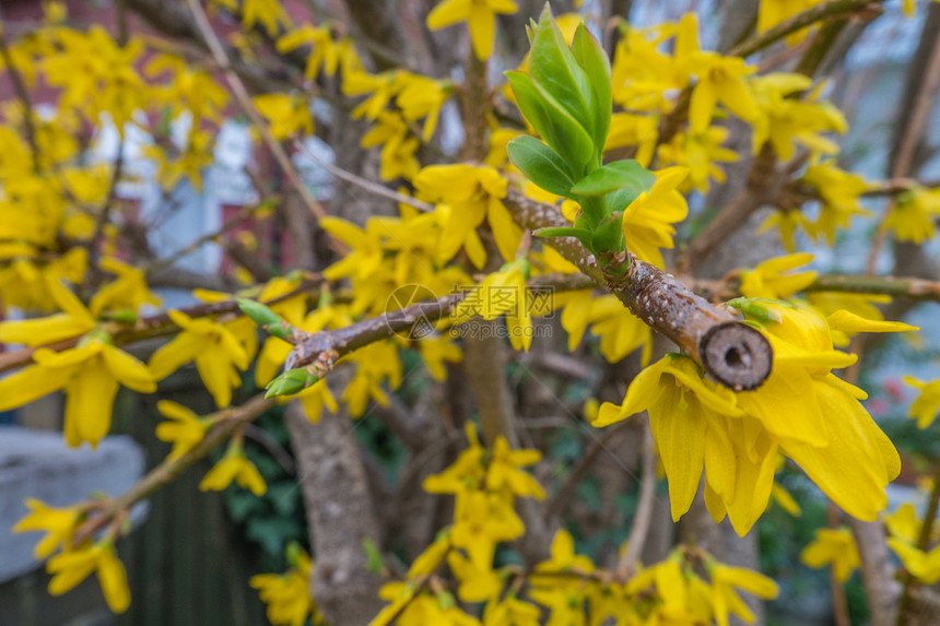 衬套连翘新鲜的春时灌木丛上美丽的福塞西亚黄色花朵图片