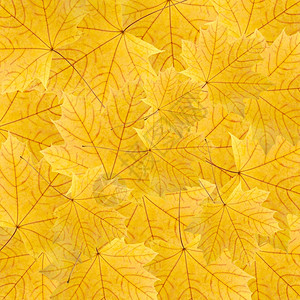 多彩秋天树叶秋天金子明亮的干燥黄色叶的背景设计图片