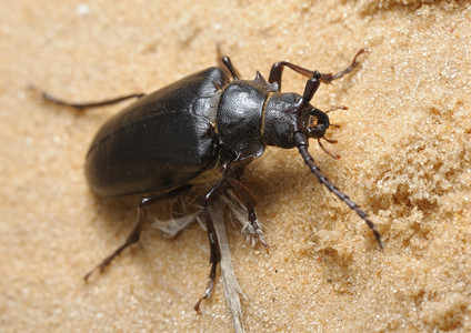 沙滩里的甲虫背景图片