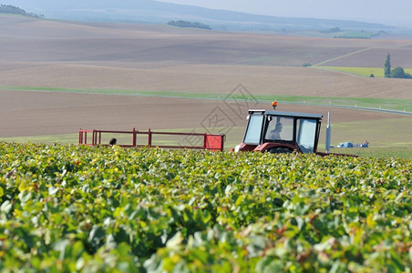 字段葡萄栽培乡村地貌的葡萄园背景中拖拉机观图片