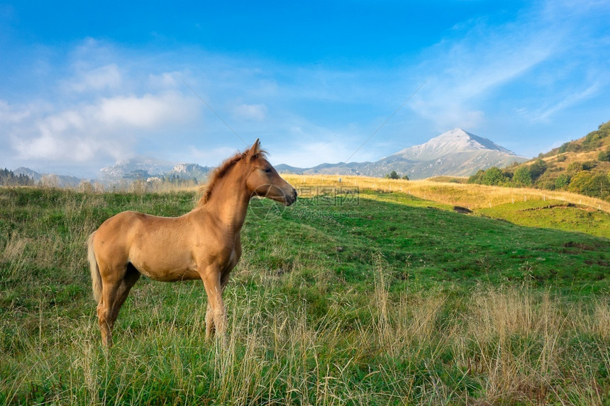 一匹马在草原上图片