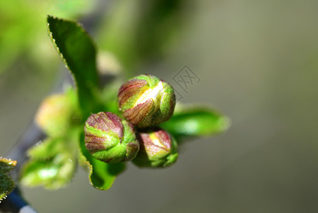 春天植物学苹果树花芽户外密室细节背景图片