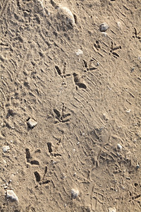 沙上的鸟脚足迹痕踪路图片