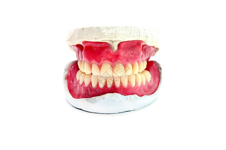 人体牙齿模型图片