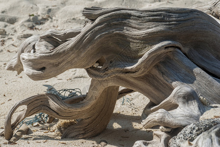 海边沙滩上的枯木图片