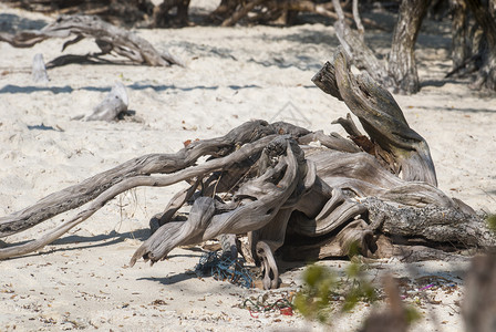 沙滩上的枯木图片
