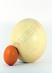 春天复活节贝壳鸡蛋和食鸟在白色上被孤立图片