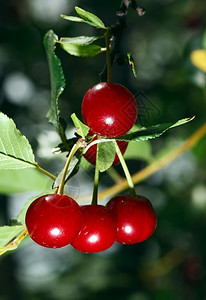 红色成熟的樱桃图片