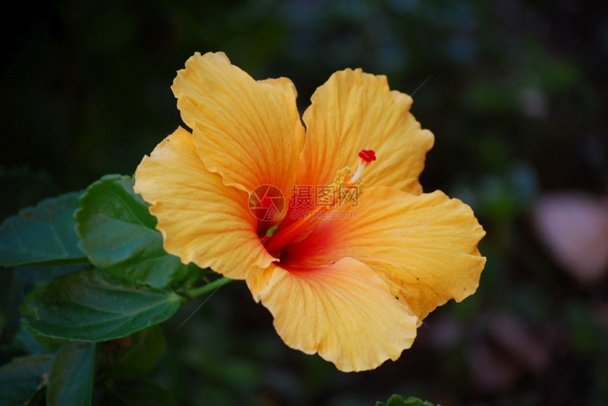 非常漂亮的花朵橙色木须花朵绽放热带里科图片