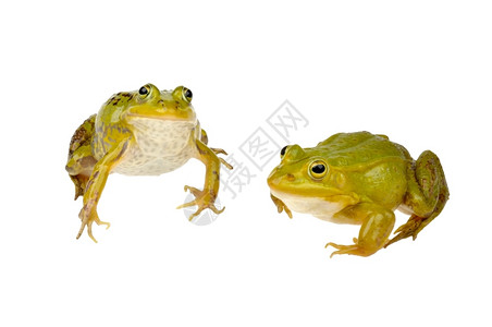 手绘两只青蛙两只青蛙背景