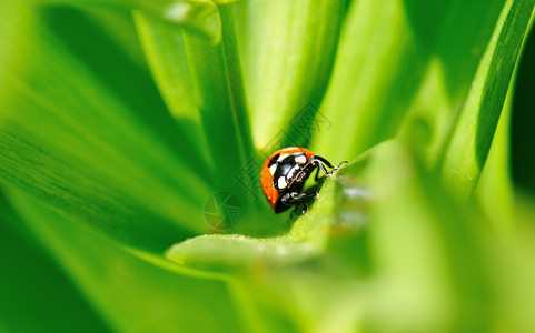 农村的Ladybug植物漏洞昆虫图片