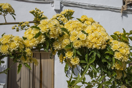 以黄花鞠躬在西班牙的海滨上为入室门的口花朵屋图片