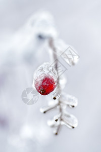 霜冻的树枝和果实图片