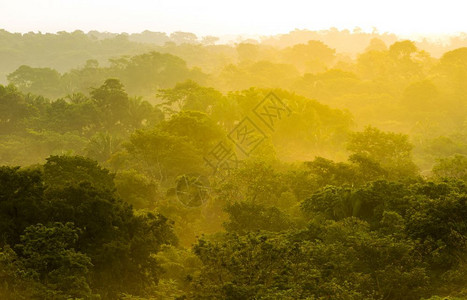 风景优美金色日落光穿过墨西哥丛林的树顶穿越墨西哥丛林高架树木图片