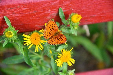 叶子花朵上的蝴蝶收集花蜜夏日生物学天图片