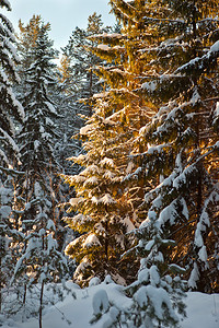圣诞节在大雪暴风雨过后被覆盖在中的树丛日落冬天图片