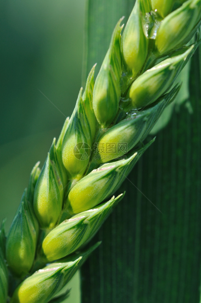 绿背景的色小麦玉米密闭大农业露图片