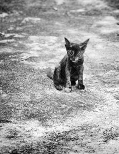 灰色的耳朵动物小猫咪图片