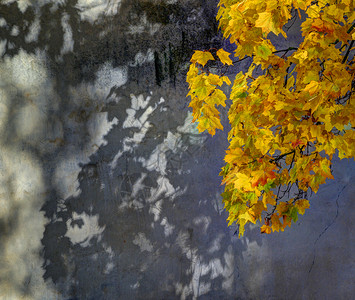 金黄色的树叶秋叶背景图片