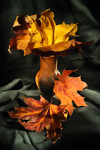 花瓶里的秋叶背景图片
